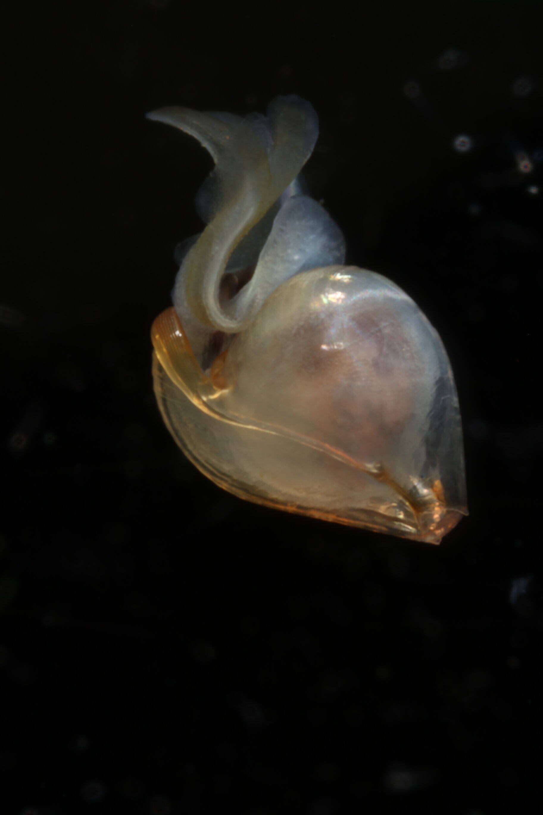 Image of Telodiacria Rampal 2019