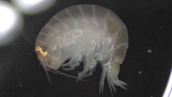 Image of Amphipoda