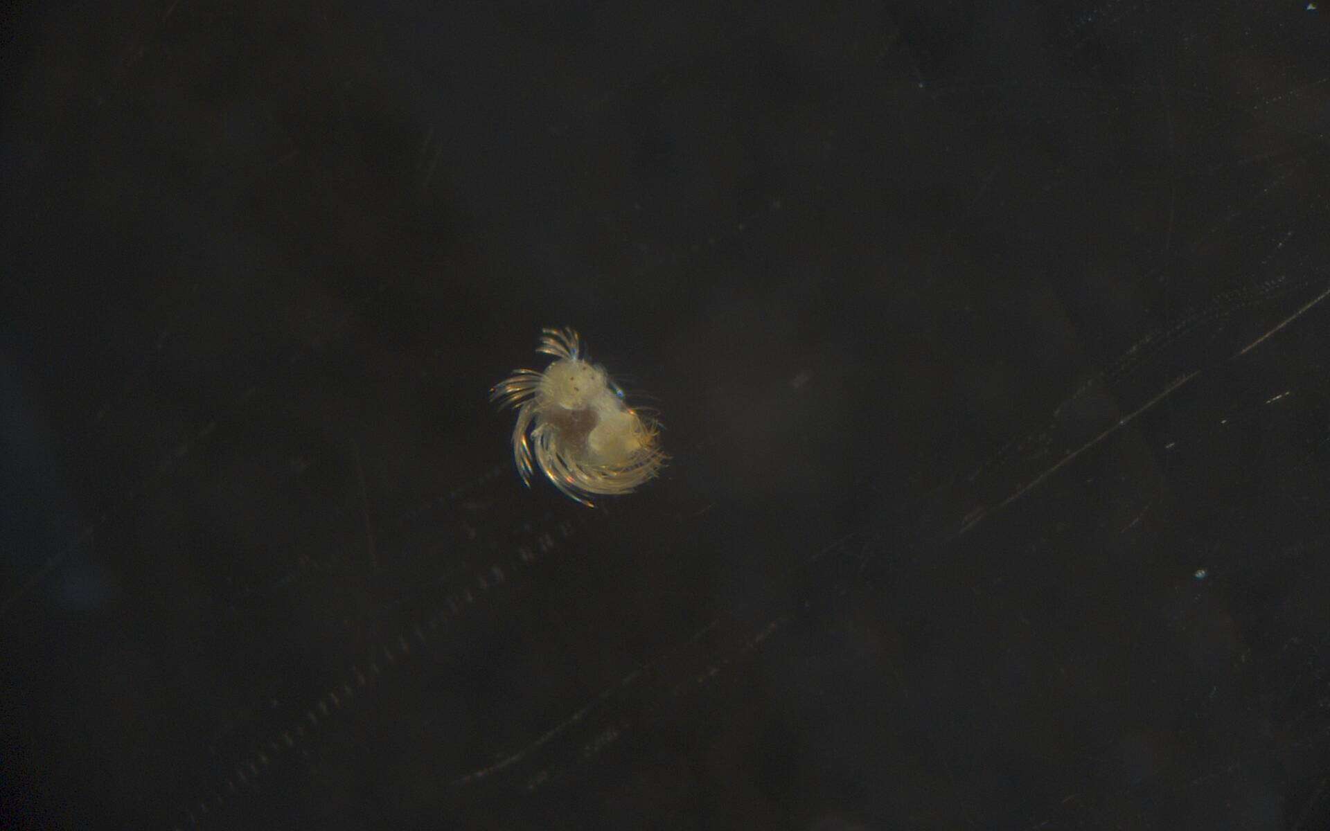 Image of Spionidae