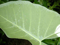 Image of Alocasia macrorrhizos (L.) G. Don