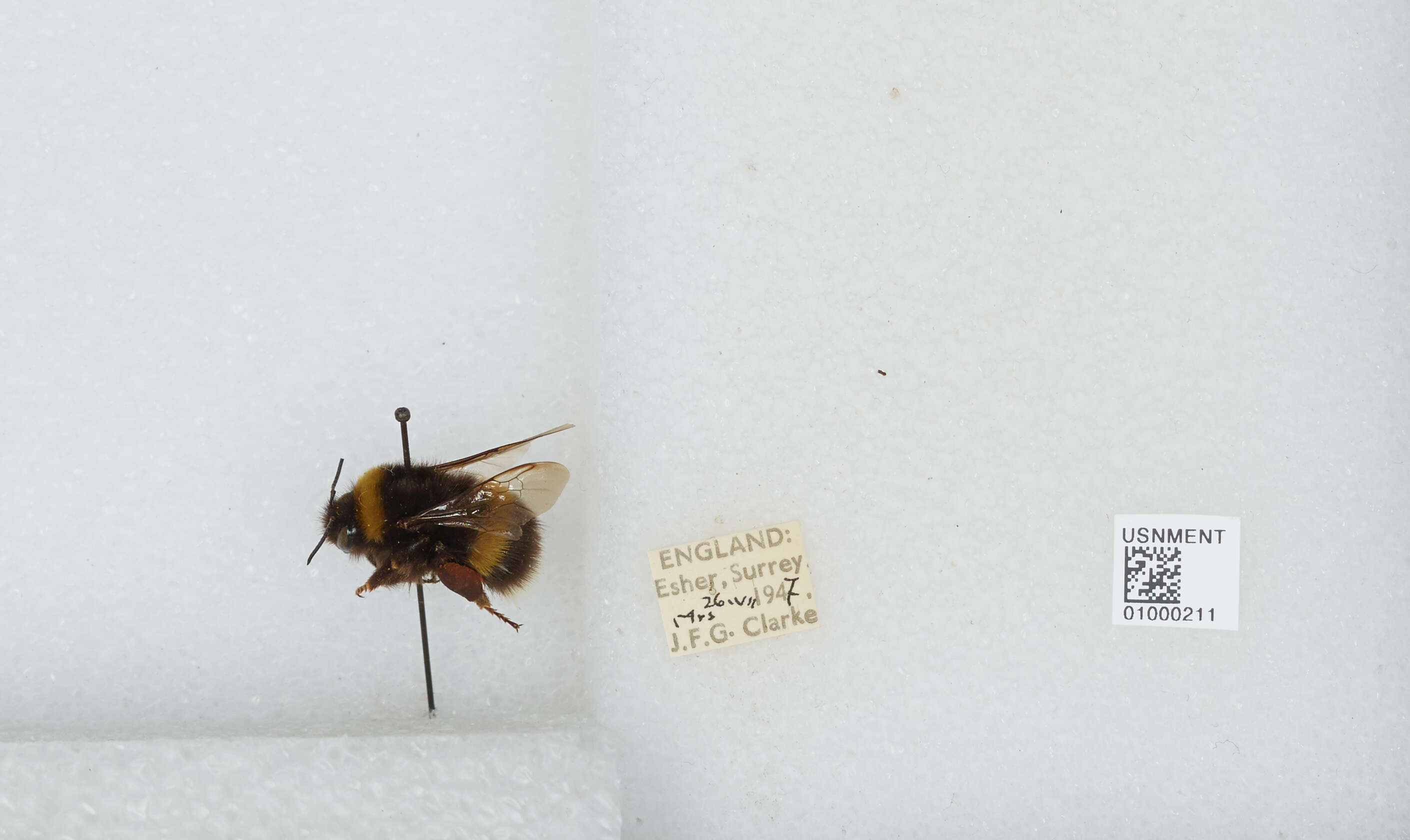 Image of White-tailed bumblebee