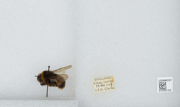 Image of Bombus terrestris audax (Harris 1776)