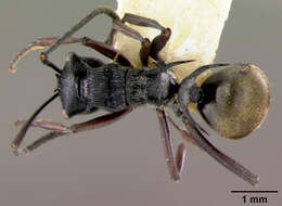 Image de Polyrhachis santschii Mann 1919