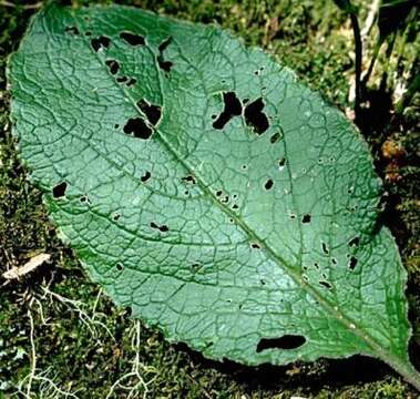 Image of Hawai'i pokeweed