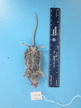 Image of Deer Mouse