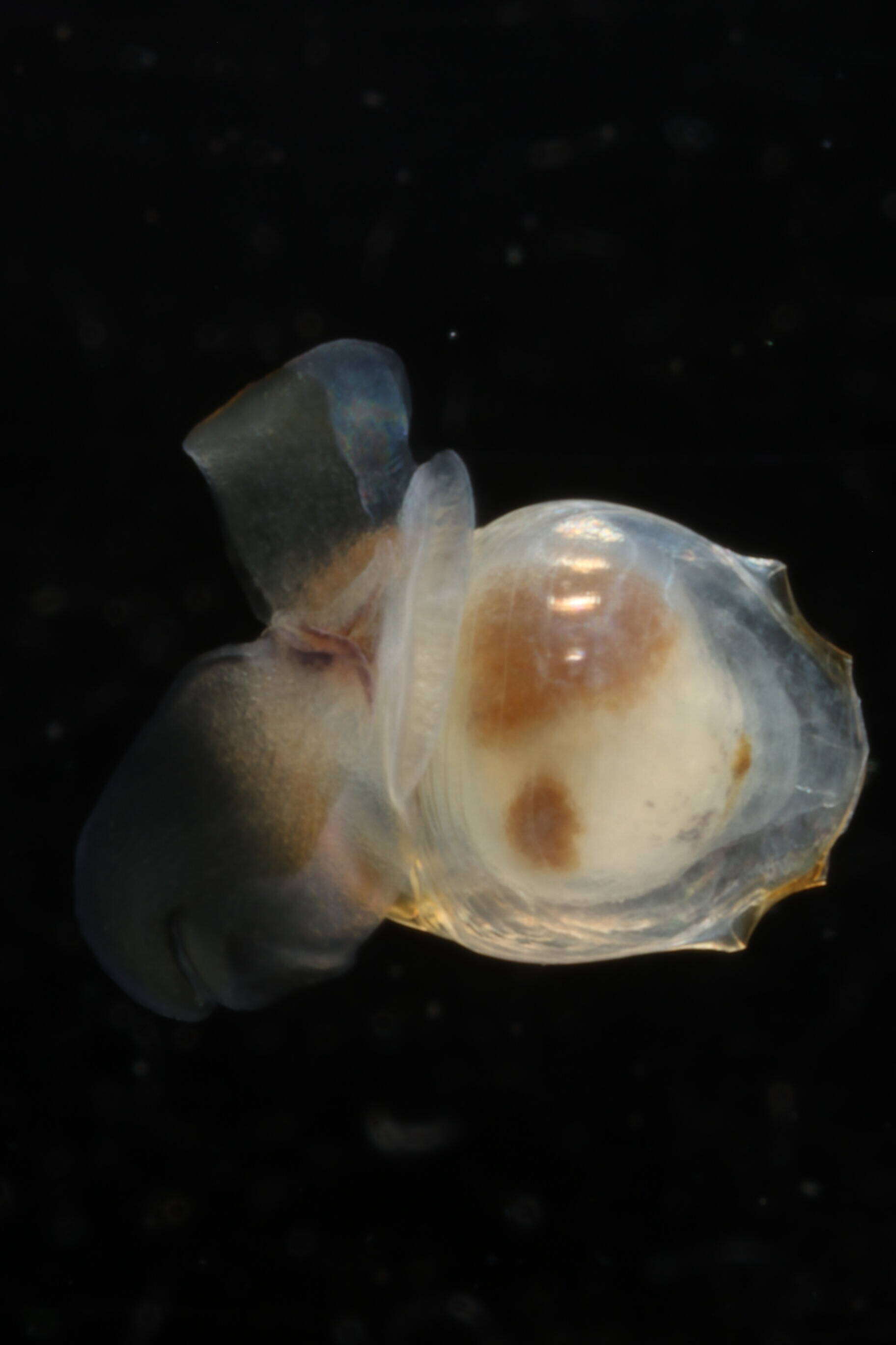 Image of Telodiacria Rampal 2019