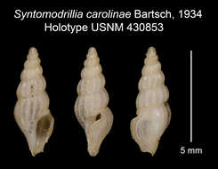 Image of Syntomodrillia carolinae Bartsch 1934