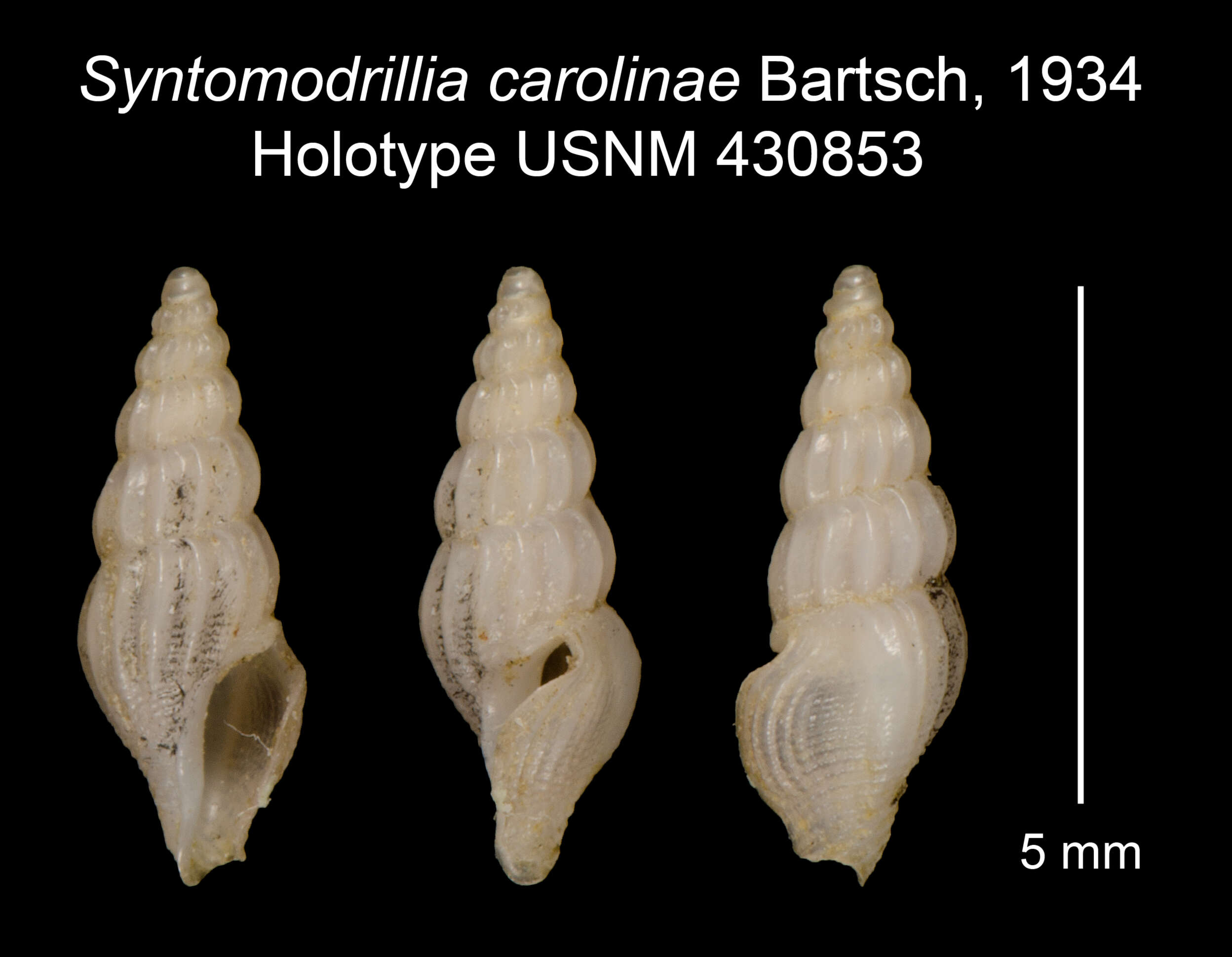 Syntomodrillia carolinae Bartsch 1934 resmi