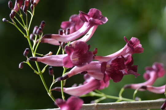 Image of Jacaranda Juss.