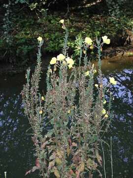 Image of redsepal evening primrose