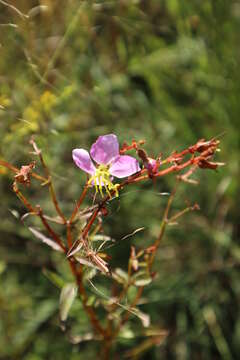 Image of Rhexia mariana var. mariana