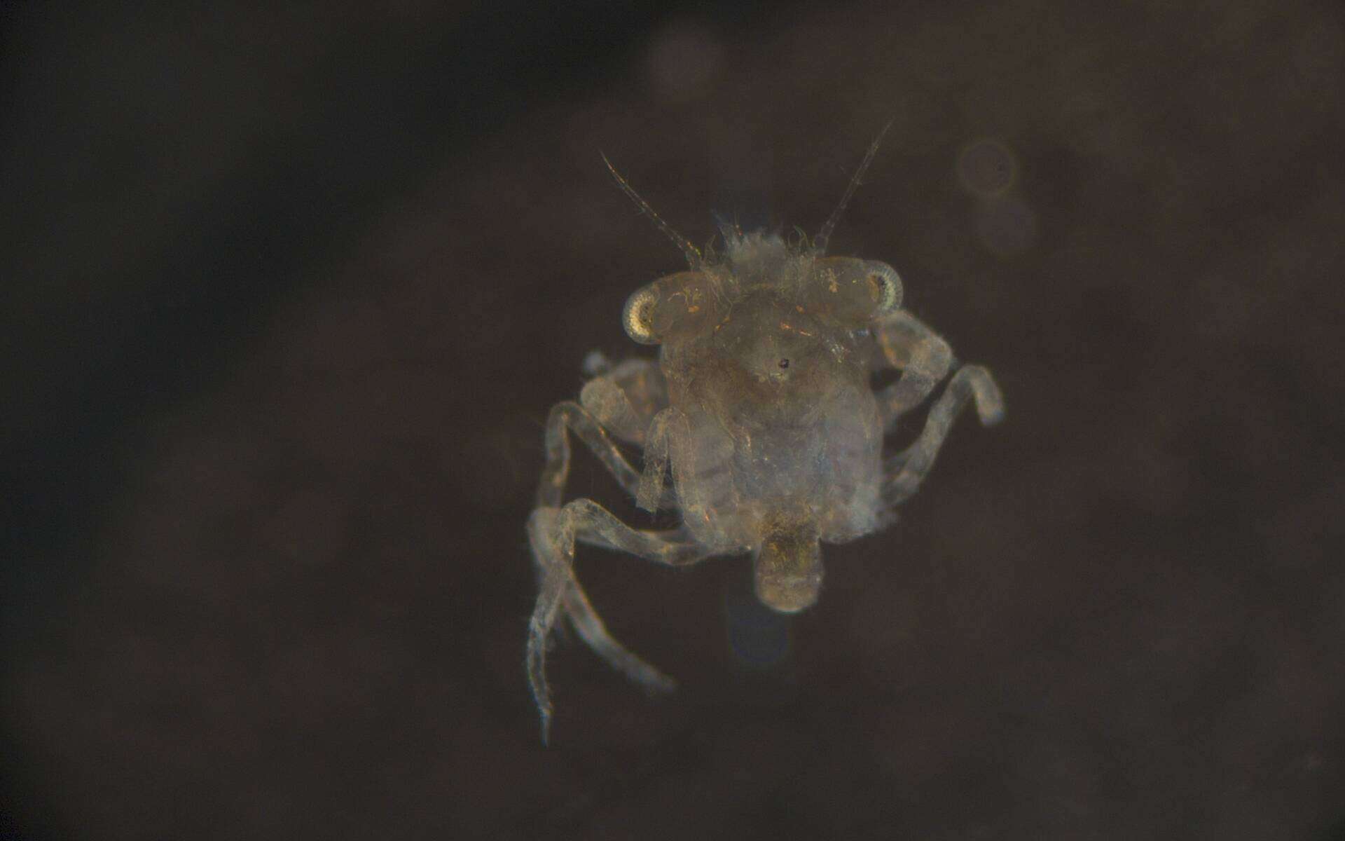 Image of Decapoda