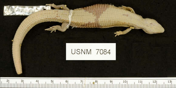 Image of Mount Orizaba Alligator Lizard