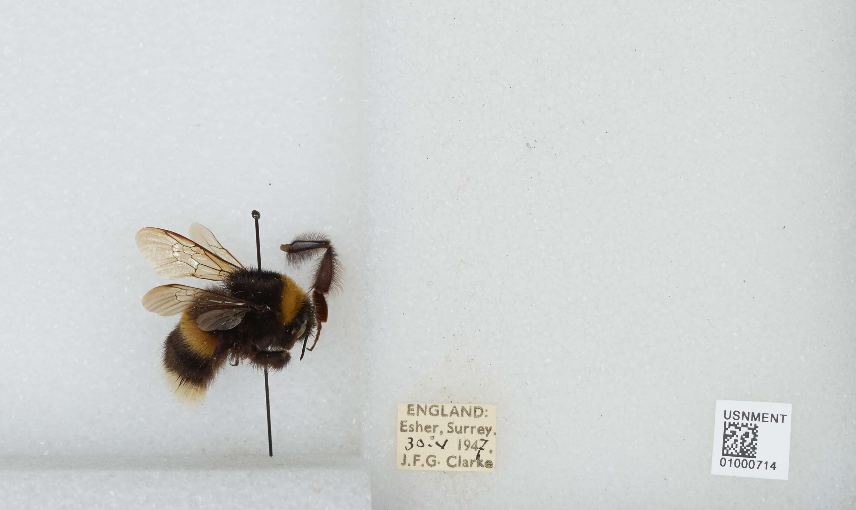 Image of White-tailed bumblebee