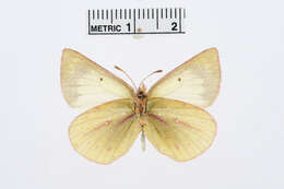 Image of Colias euxanthe Felder & Felder 1865