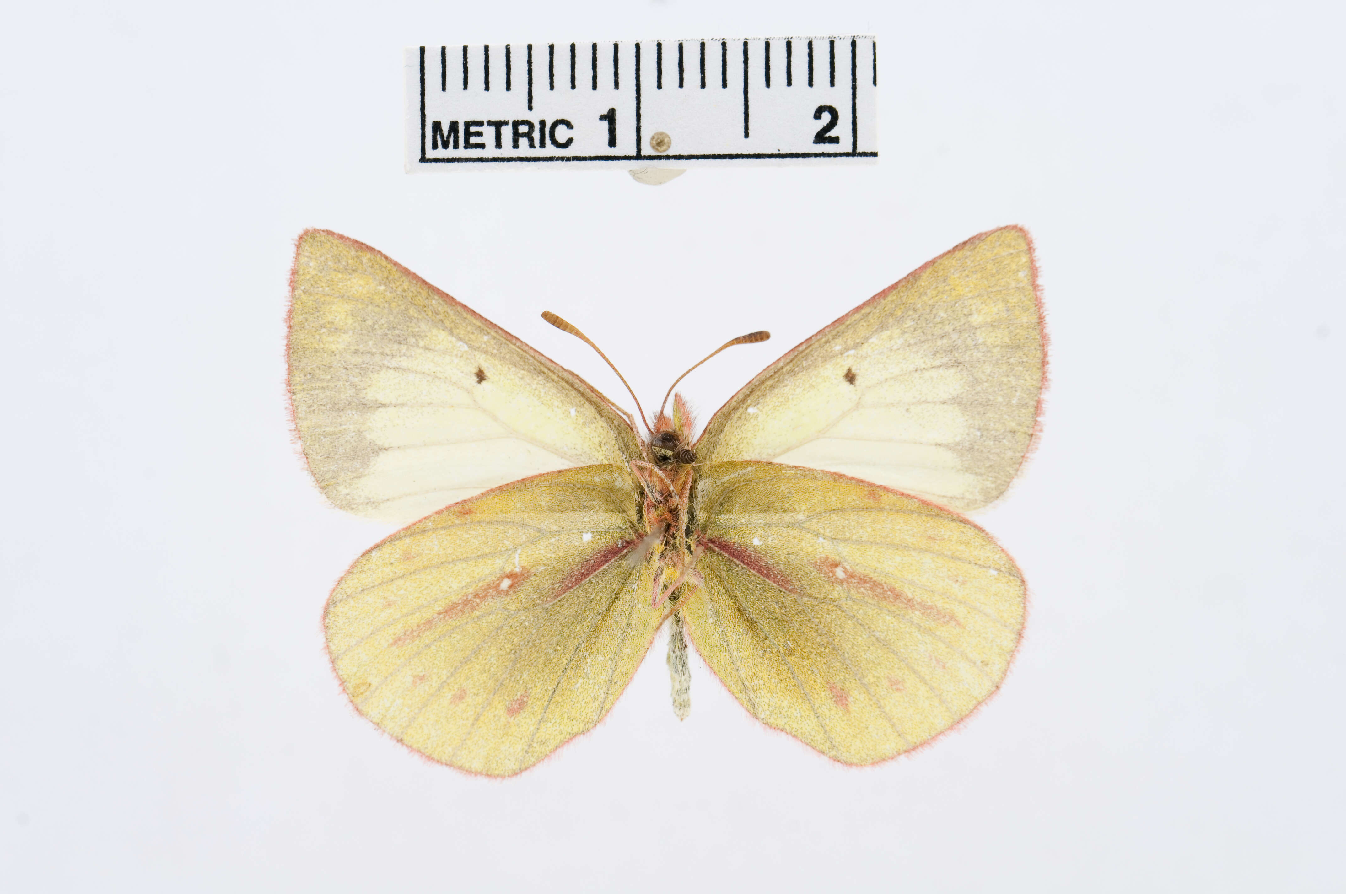 Image of Colias euxanthe Felder & Felder 1865