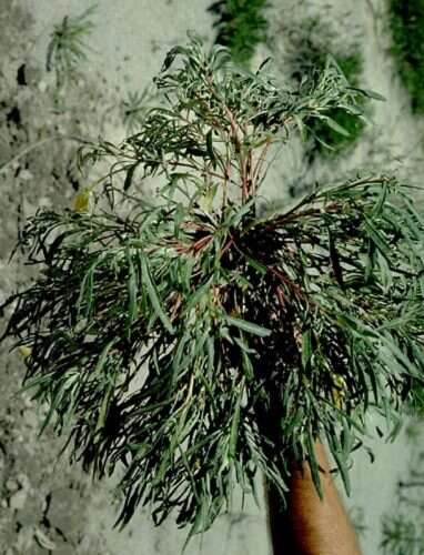 Oenothera macrocarpa subsp. fremontii (S. Wats.) W. L. Wagner resmi