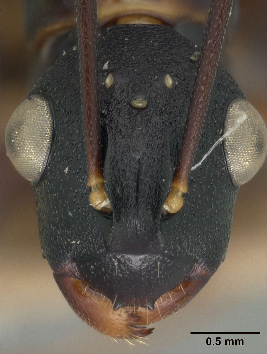 Image of Polyrhachis osae Mann 1919