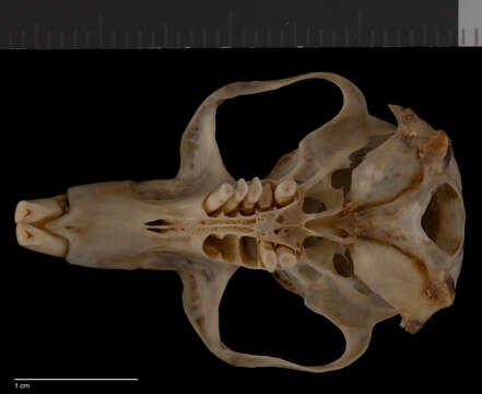 Image of TMVB Pocket Gopher