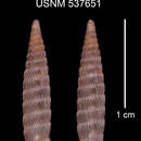 Imagem de Organocoptis portalesensis C. Torre & Bartsch 1972