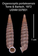 Imagem de Organocoptis portalesensis C. Torre & Bartsch 1972