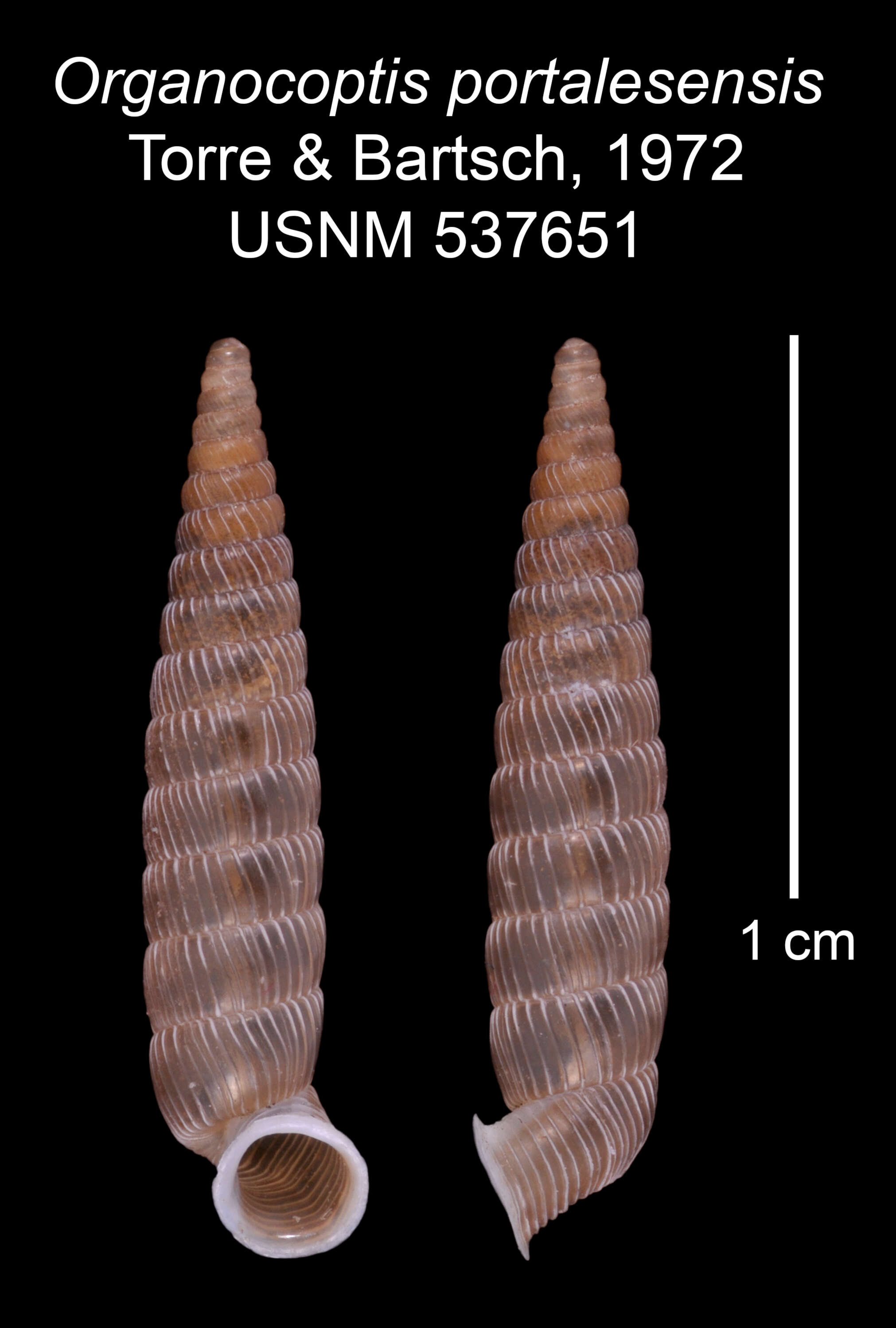 Imagem de Organocoptis portalesensis C. Torre & Bartsch 1972