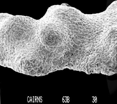 Image of Calyptopora reticulata Boschma 1968