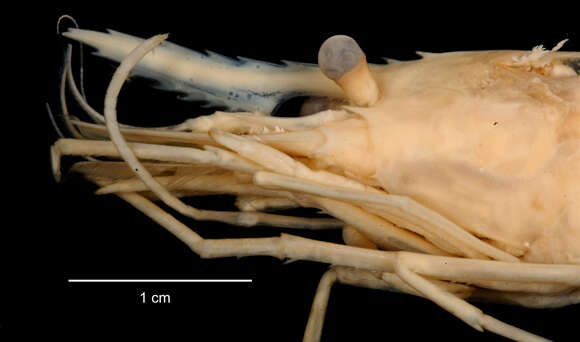 Sivun Chorismus antarcticus (Pfeffer 1887) kuva