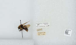 Image de Bombus insularis (Smith 1861)