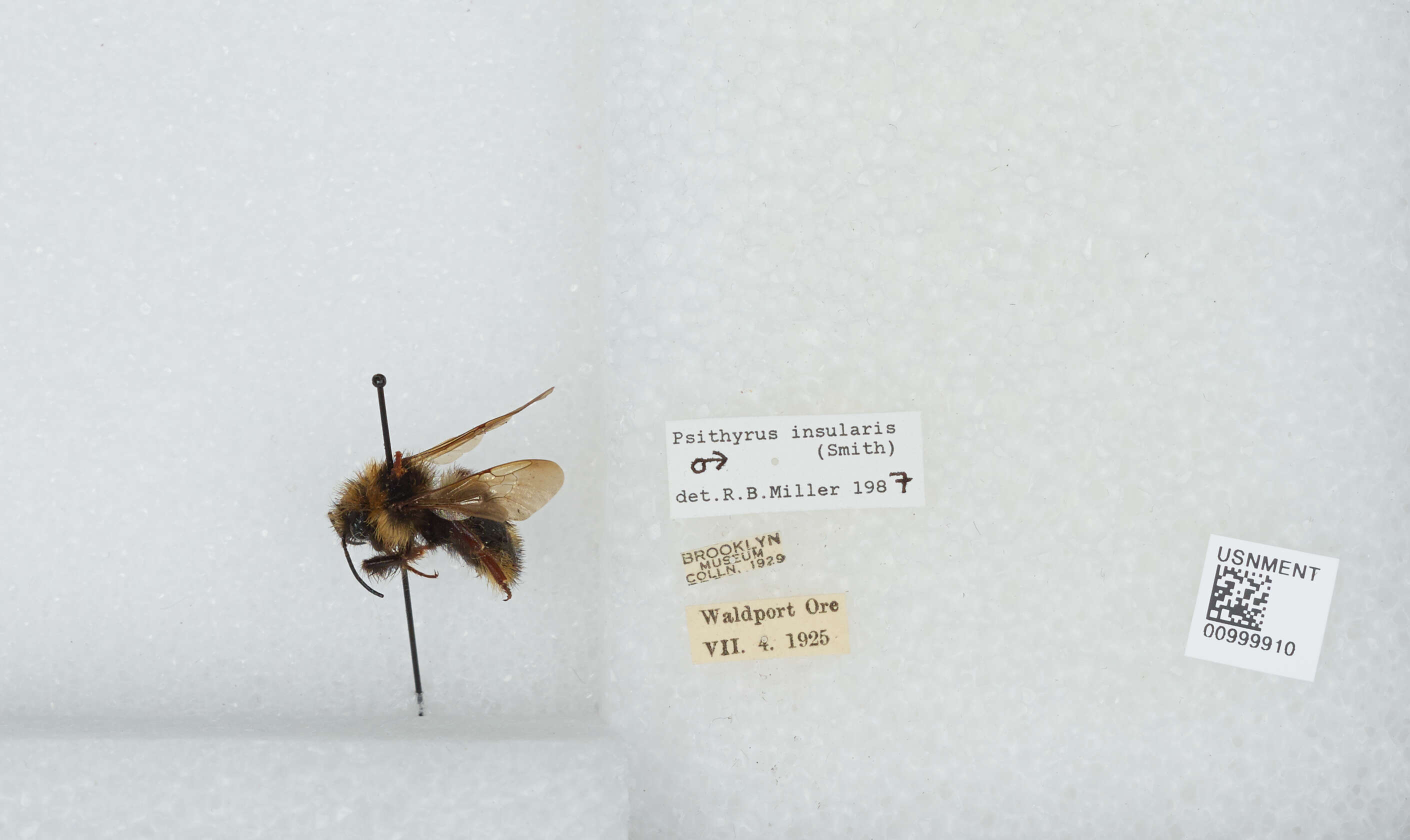 Image de Bombus insularis (Smith 1861)