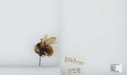 Слика од Bombus appositus Cresson 1879