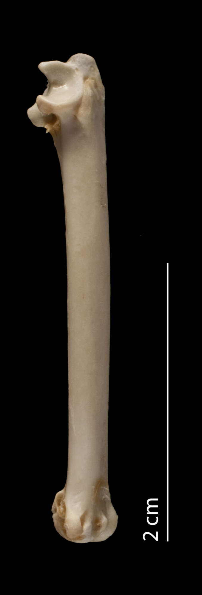 Image of Pelecanoides urinator (Gmelin 1789)