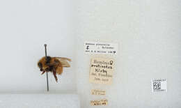 Bombus flavifrons Cresson 1864的圖片