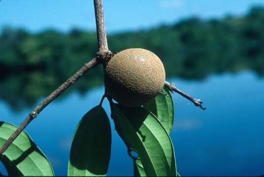 Image of Strychnos peckii B. L. Robinson