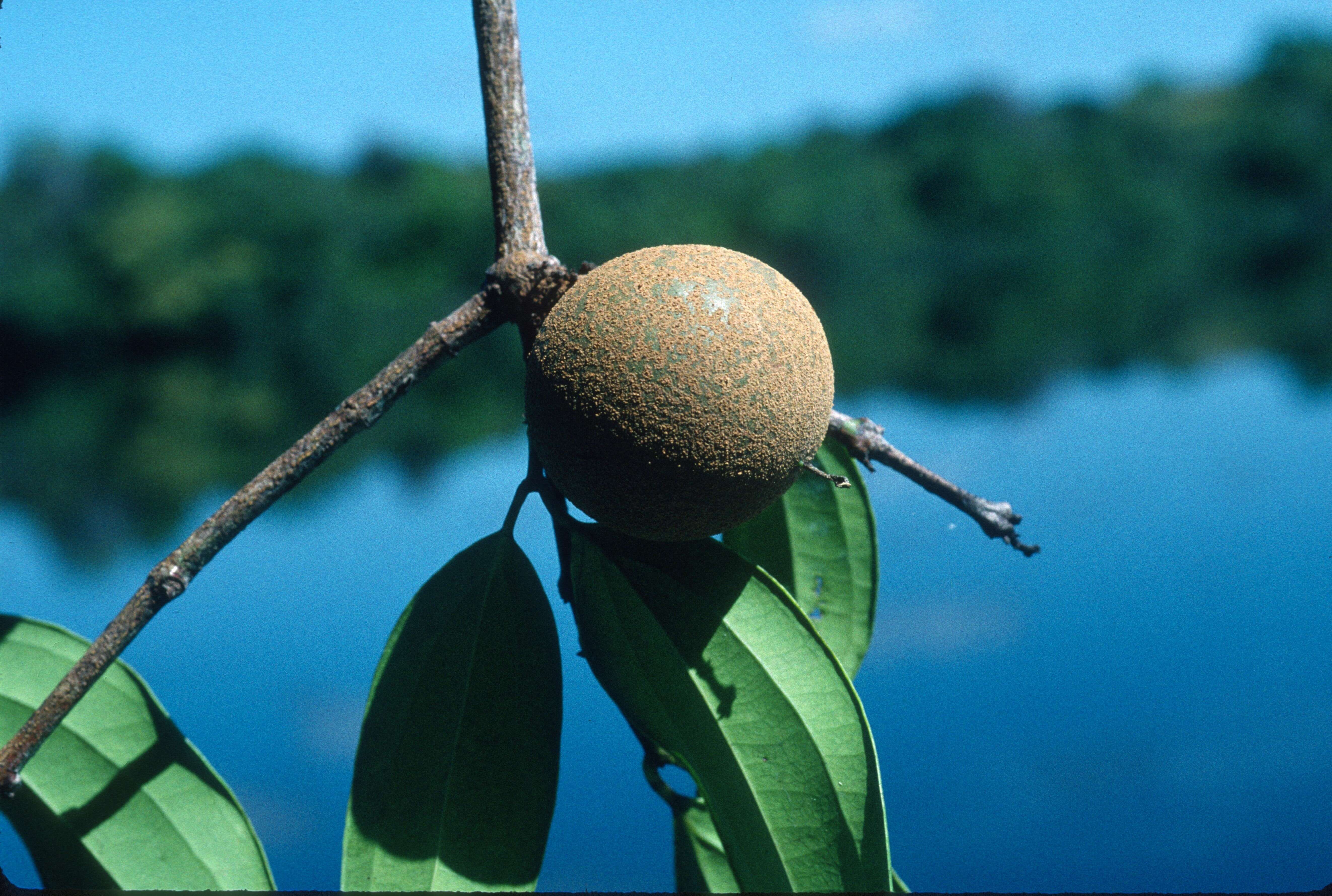 Image of Strychnos peckii B. L. Robinson