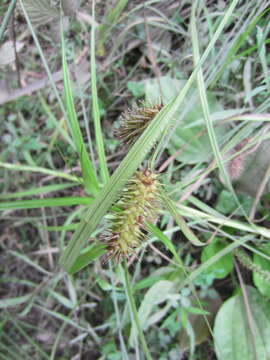 Image of shallow sedge