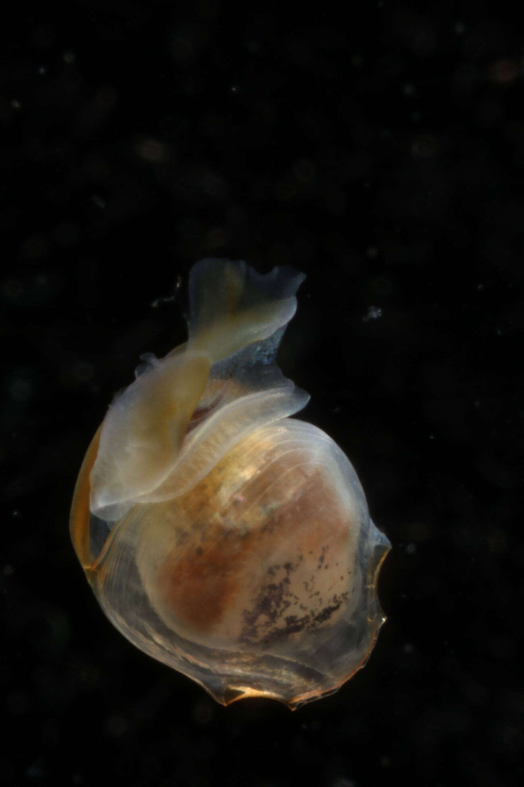 Image of Telodiacria Rampal 2019