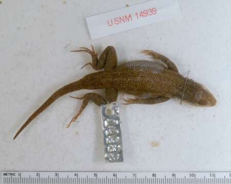 Image of Galapagos Lava Lizard