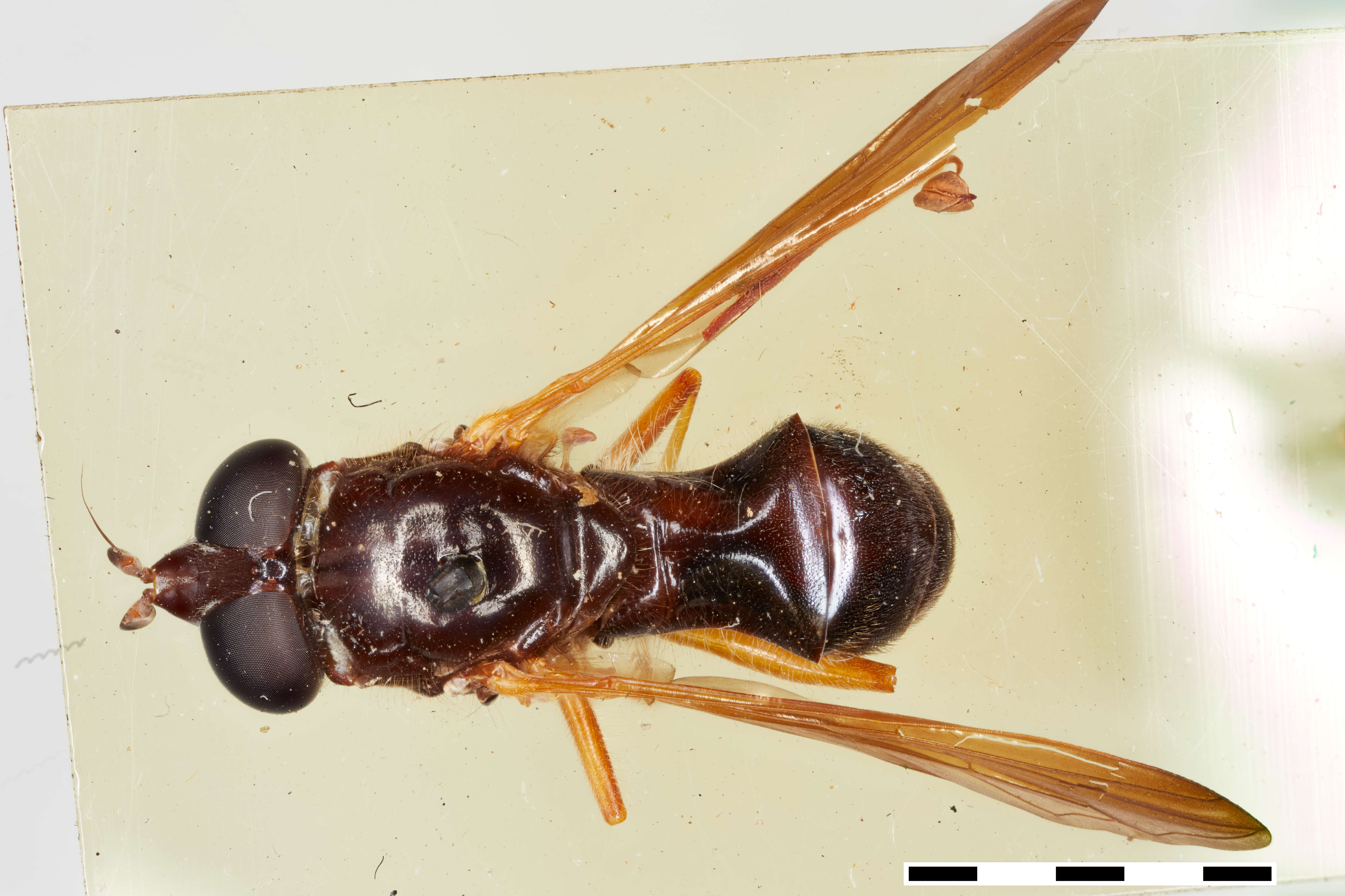 Odyneromyia valdiviformis Shannon & Aubertin 1933 resmi