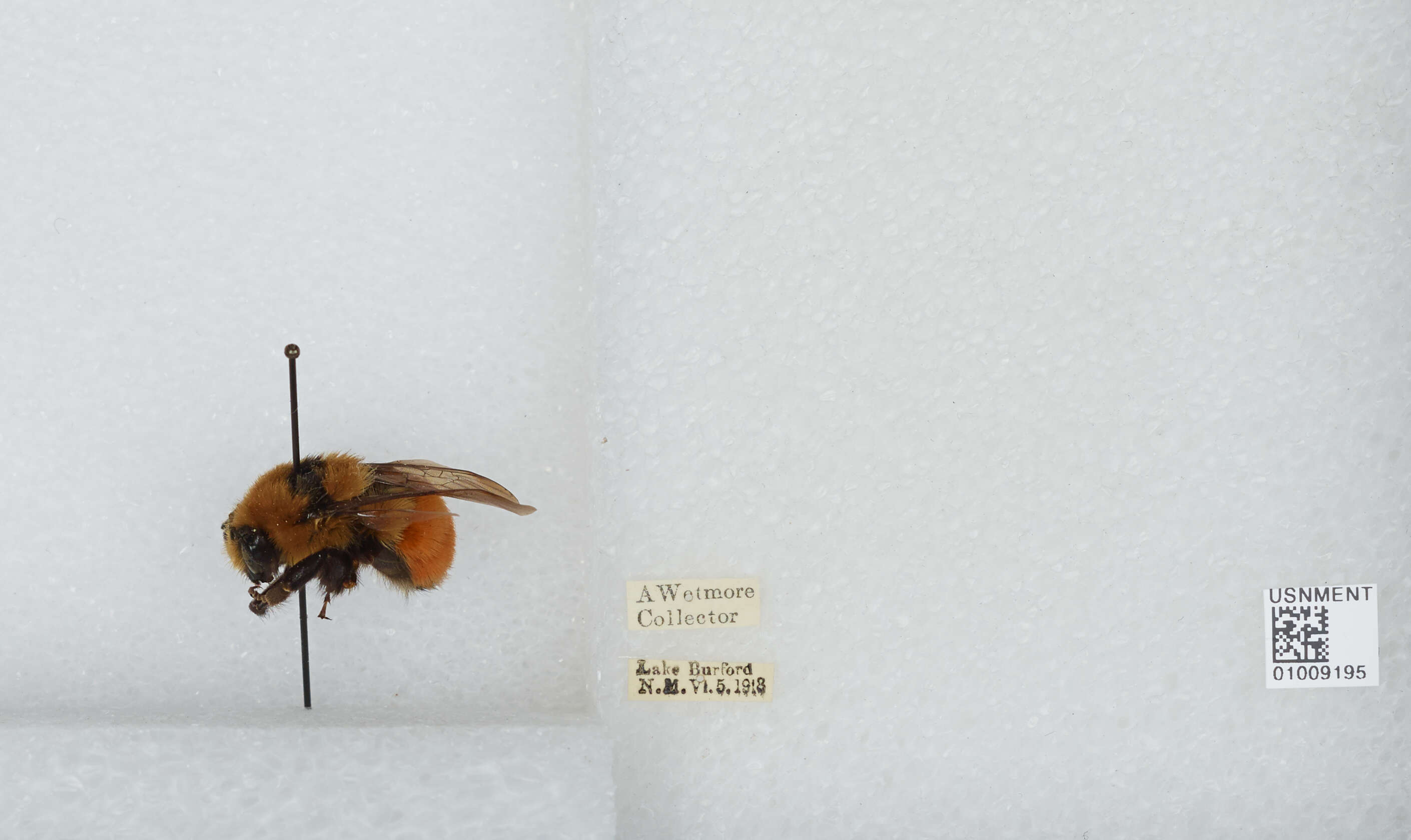 Слика од Bombus huntii Greene 1860