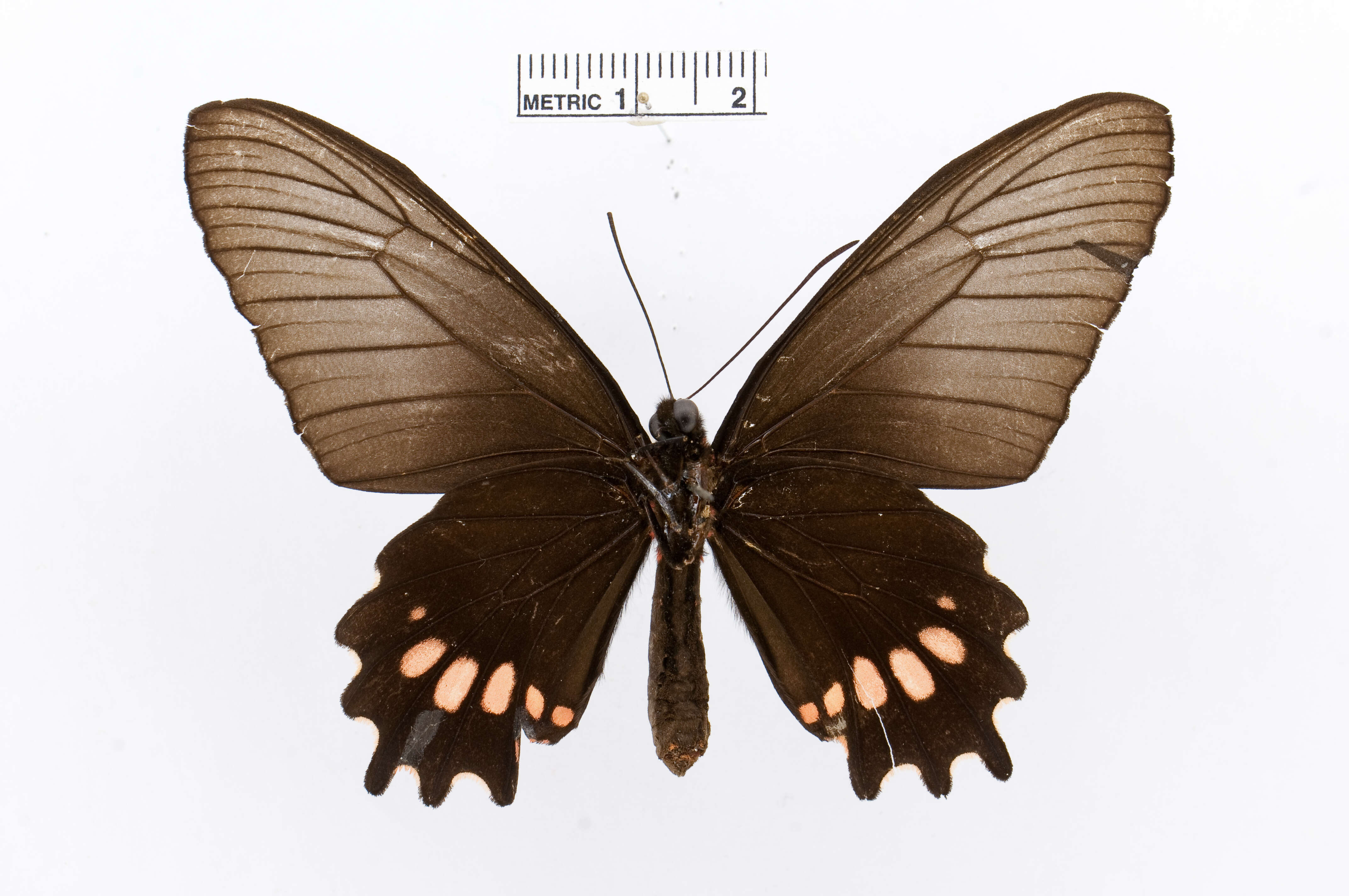 Sivun Parides zacynthus (Fabricius 1793) kuva