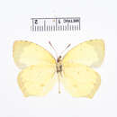 Eurema salome (Felder & Felder 1861) resmi