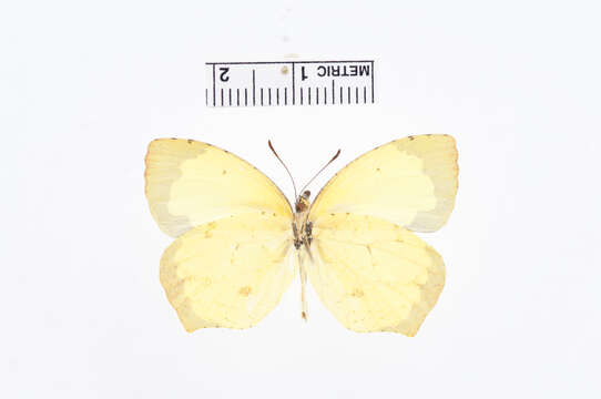 Eurema salome (Felder & Felder 1861) resmi