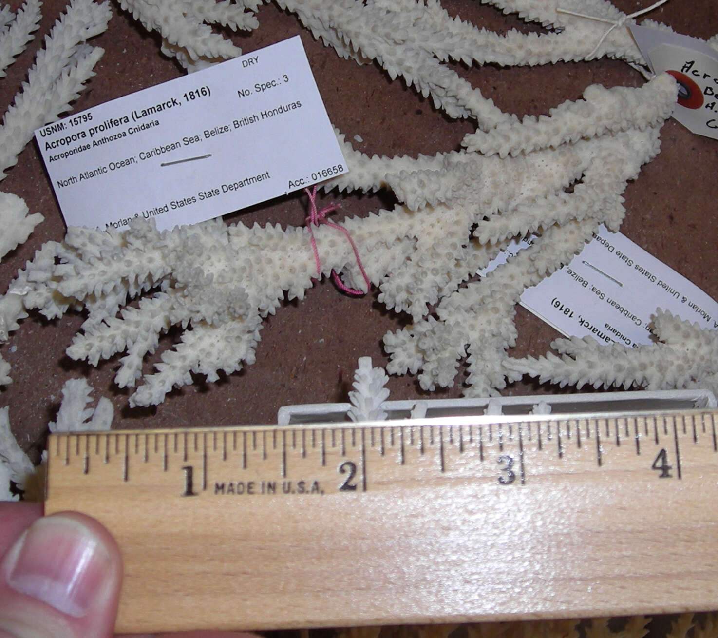 Image of Eight-ray finger coral