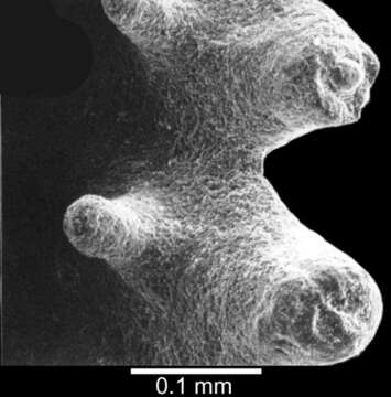 Plancia ëd Cryptotrochus carolinensis Cairns 1988