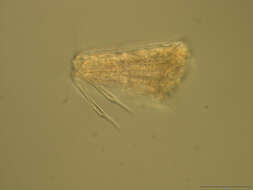 Image of loriciferans