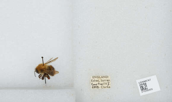 Image of Common carder bumblebee