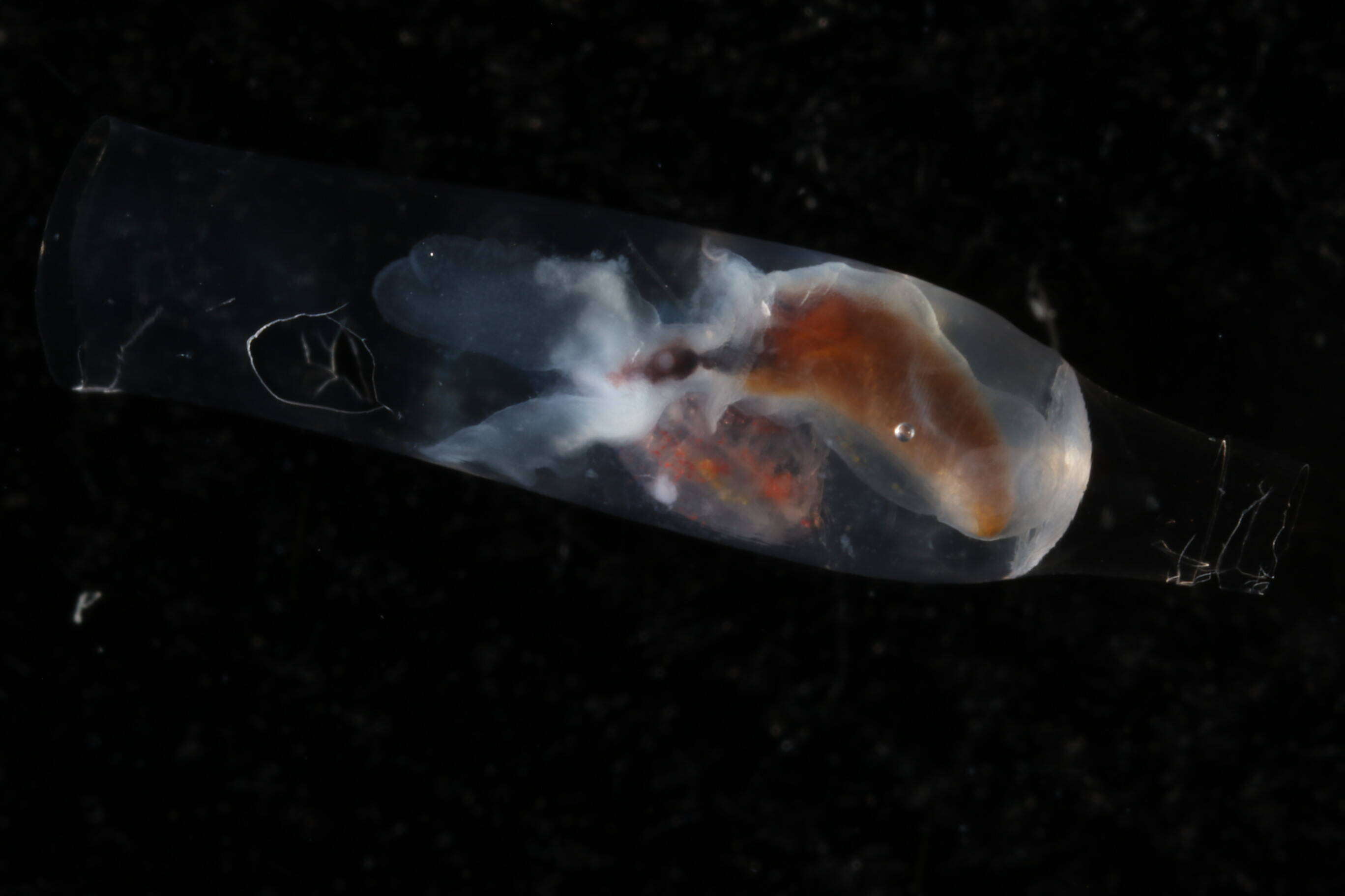 Image of cigar pteropod