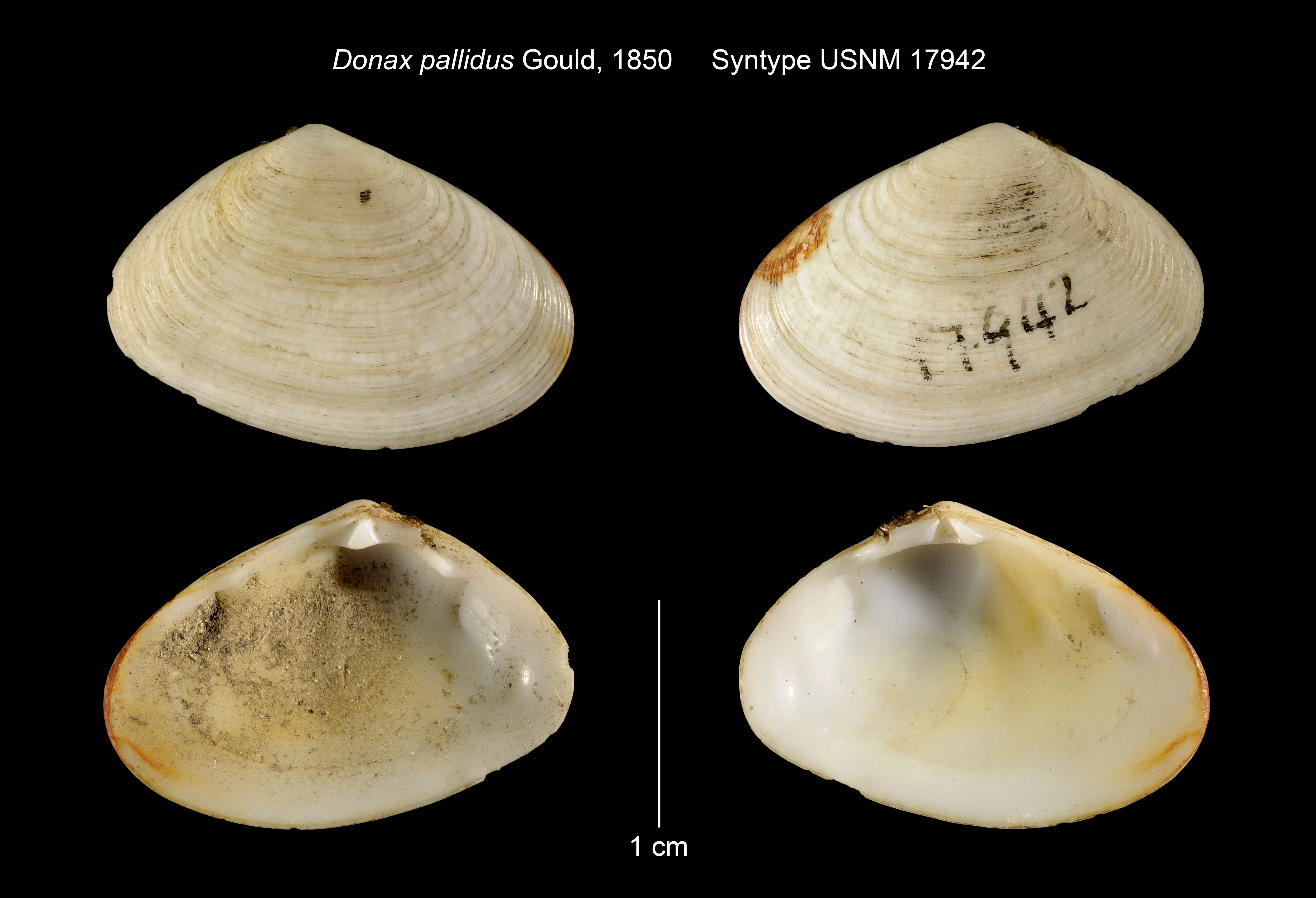 Image of Donax faba Gmelin 1791