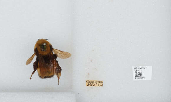 Image of Nevada Bumble Bee